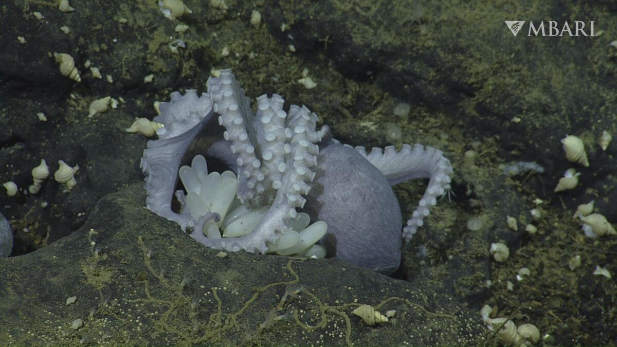 Close-up of an octopus with pearly white tentacles underwater.