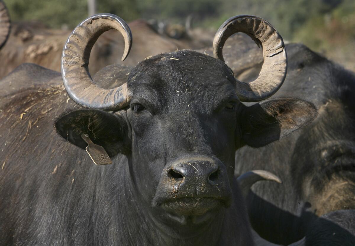 Donkey and water buffalo found in South African burgers - Los Angeles Times