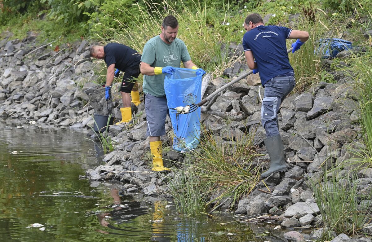 Voluntarios sacan peces muertos del río Oder en Lebus, en el oriente de Alemania