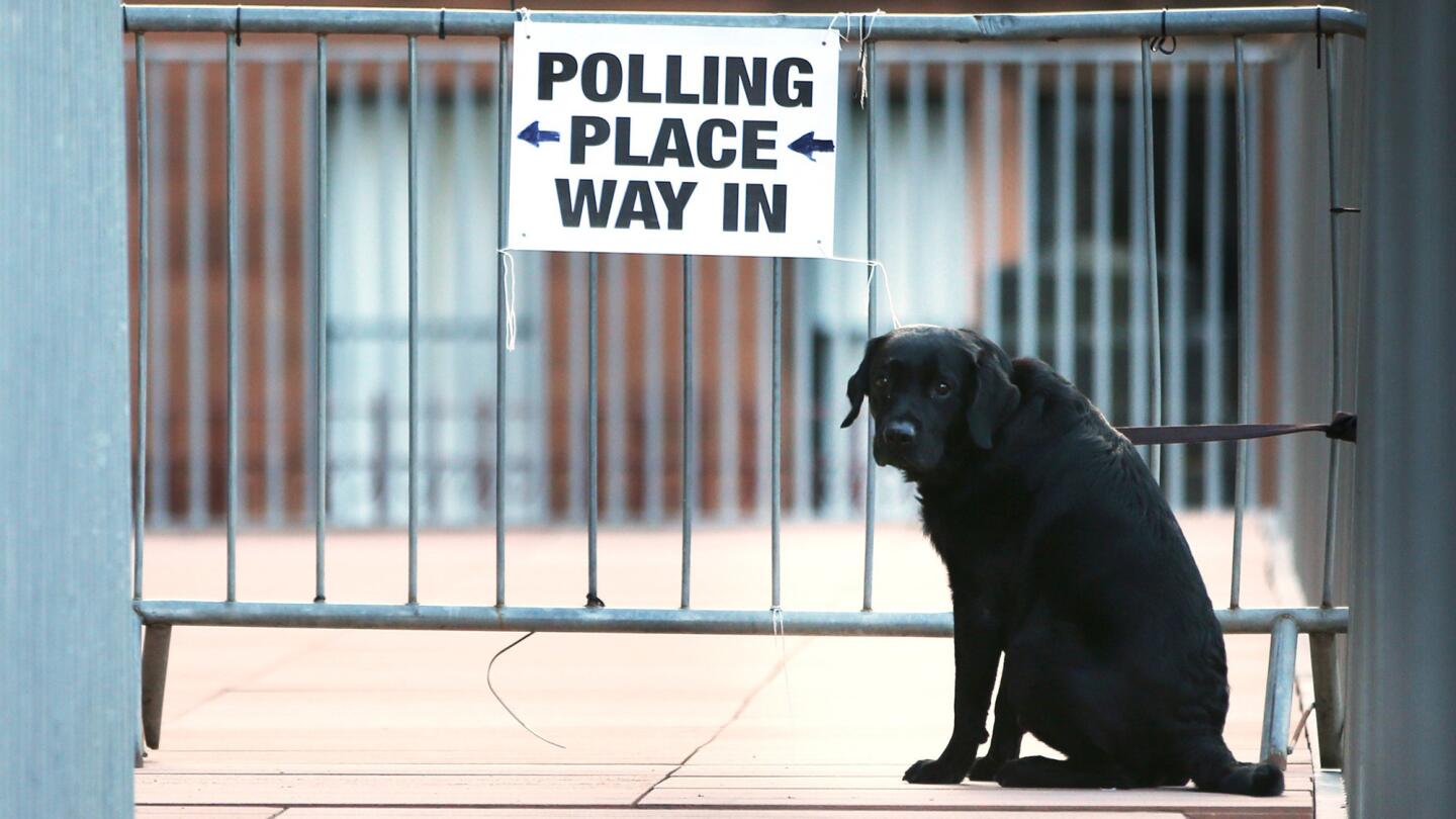 A dog awaits results at a polling station in Glasgow, Scotland. Polls opened May 7 in Britain's closest general election for decades.