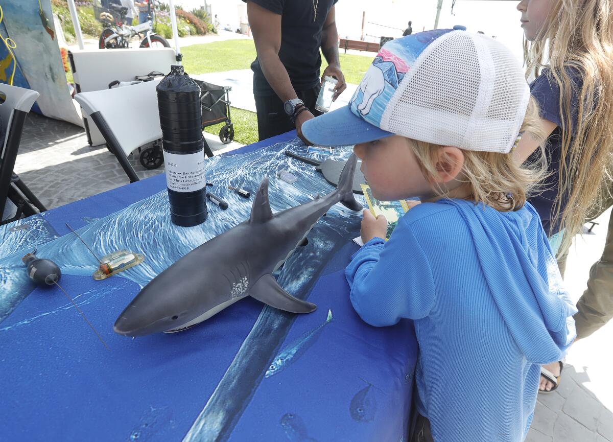 A youngster eyes a toy shark at an educational display during the 2023 KelpFest in Laguna Beach Saturday.