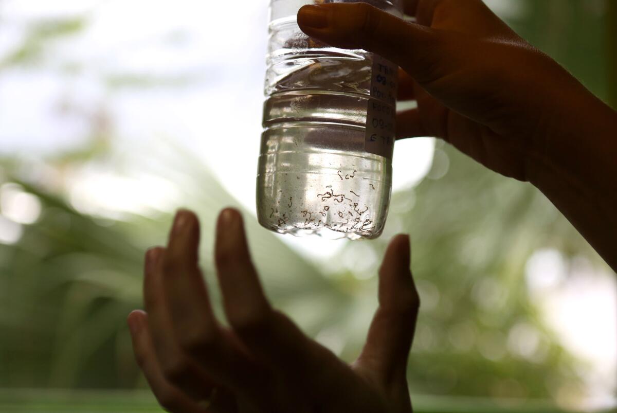 A water sample collected from a home in Campina Grande is full of mosquito larvae.