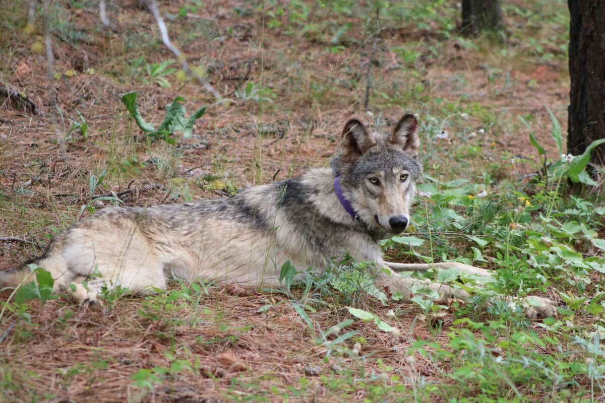 A collared wolf lies down in the woods