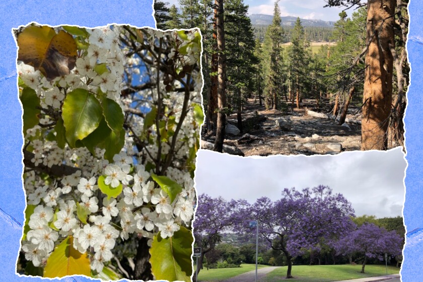 various trees through out Los Angeles