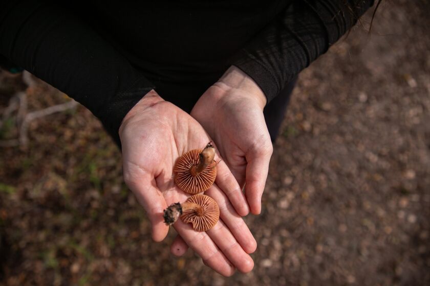 ALISO VIEJO, CA - JANUARY 12: Bat Vardeh, founder of Foraging and Mushroom Hunting Women of SoCal and the Field Trip Chair for the LA Mycological Society, shows the gills of two mushrooms in Canyon View Park on Thursday, Jan. 12, 2023 in Aliso Viejo, CA. (Jason Armond / Los Angeles Times)