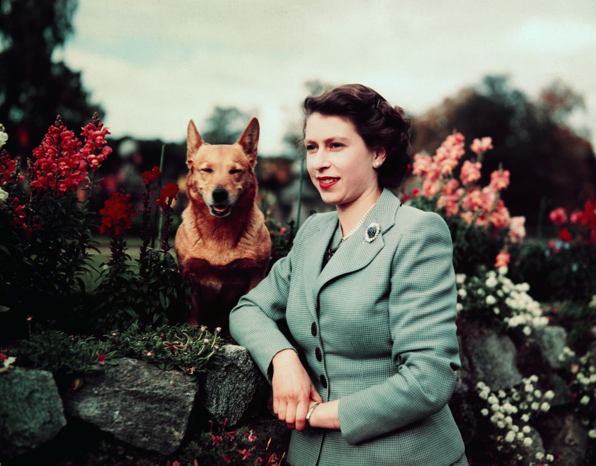 Königin Elizabeth II. posiert im September 1952 mit einem ihrer Lieblingscorgis neben Blumen.