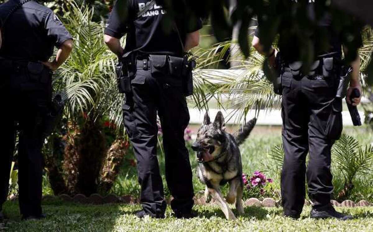 Yudi the Glendale Police Department K-9 dog looks for burglary suspects on Blossom Street near Paula Avenue in Glendale.