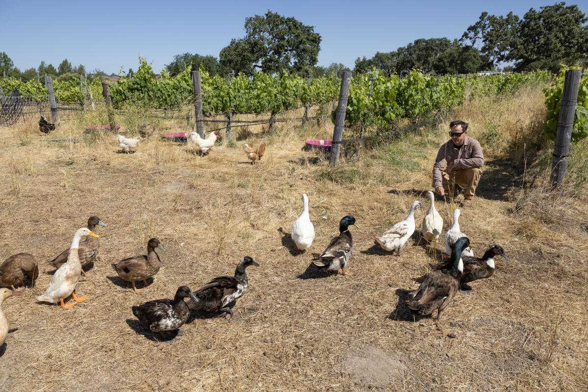 Ducks waddle toward Topher de Felice at ?mevive vineyard in Los Olivos. 