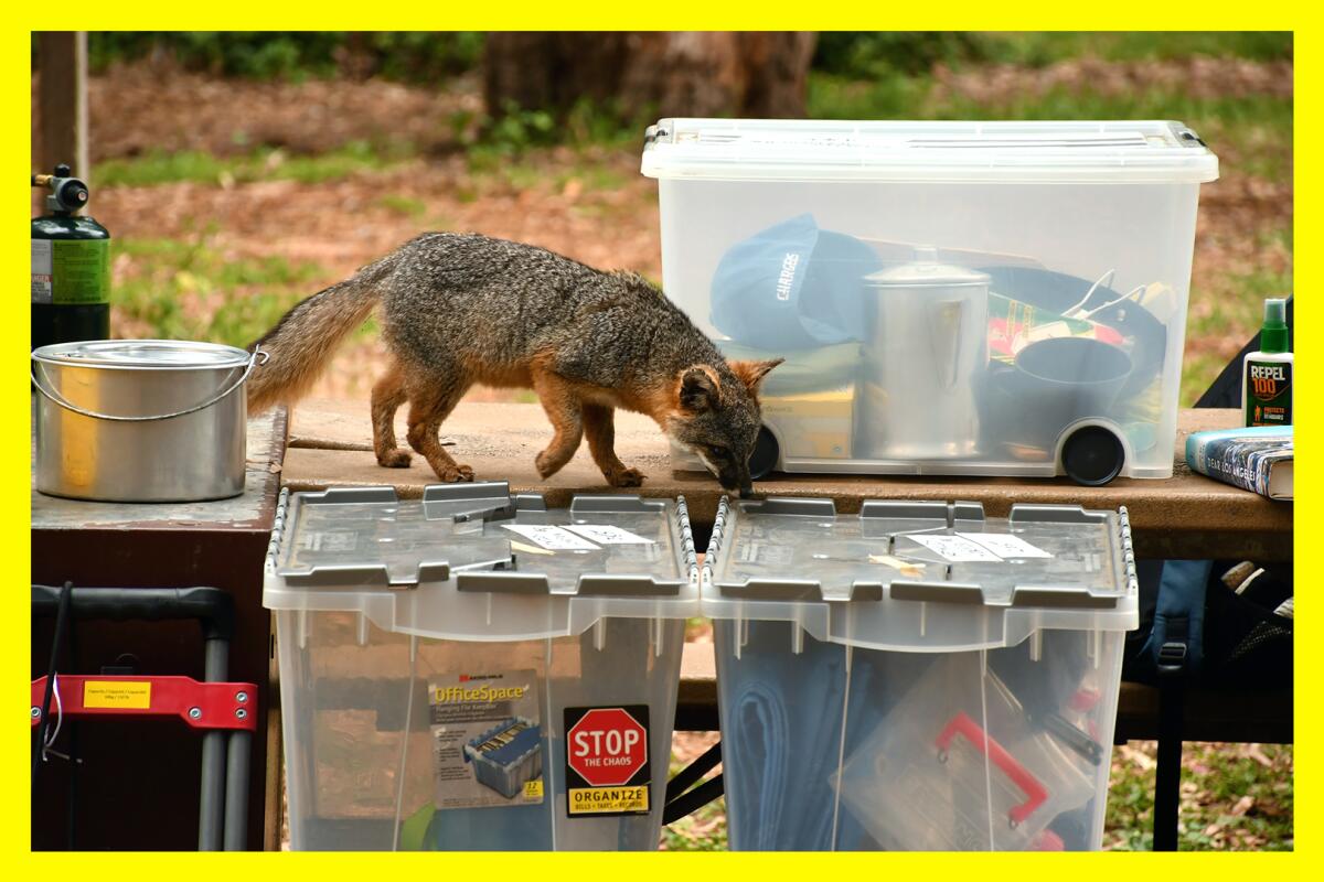 A small fox on a table sniffing plastic boxes full of camping supplies