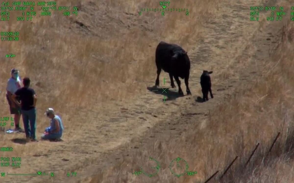 A paramedic stands with two people injured while running from a cow in a Solano County park Sunday.