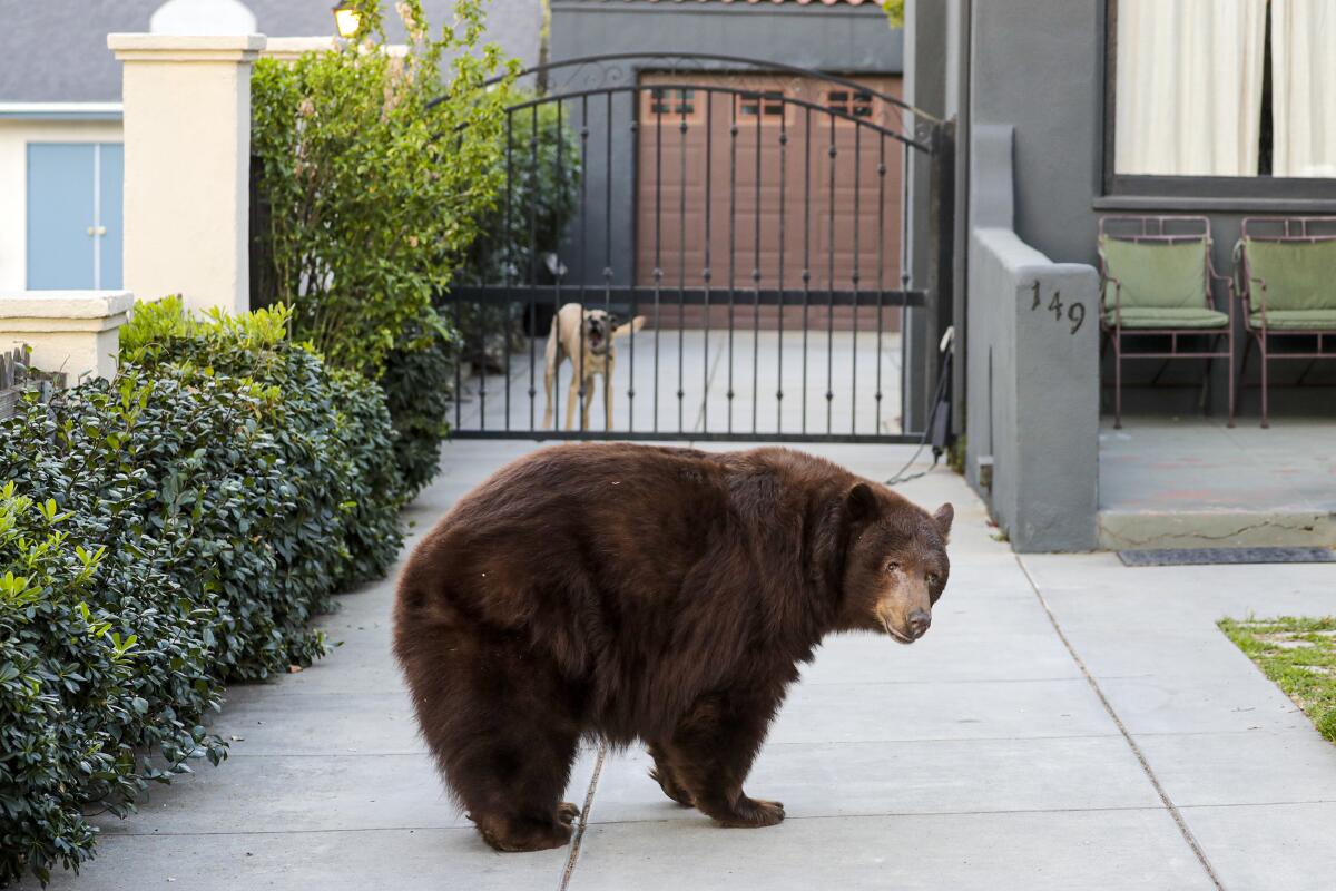 A bear standing in a driveway as a dog barks behind a fence