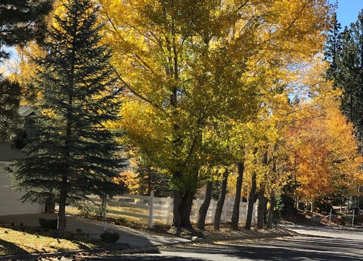Fall colors are almost at peak in Big Bear Lake, two hours northeast of downtown L.A.