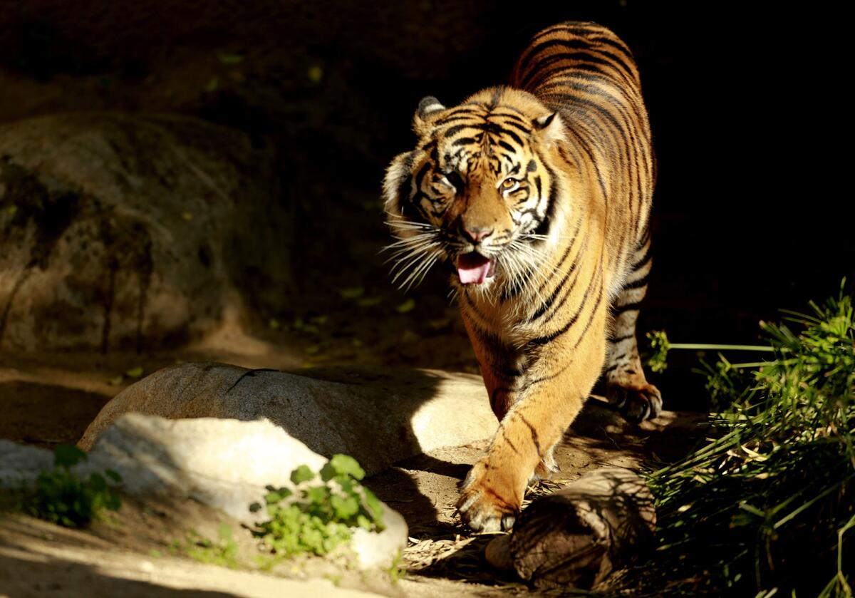 You'll find animals of every stripe, such as this Sumatran tiger, at the Los Angeles Zoo and Botanical Gardens.