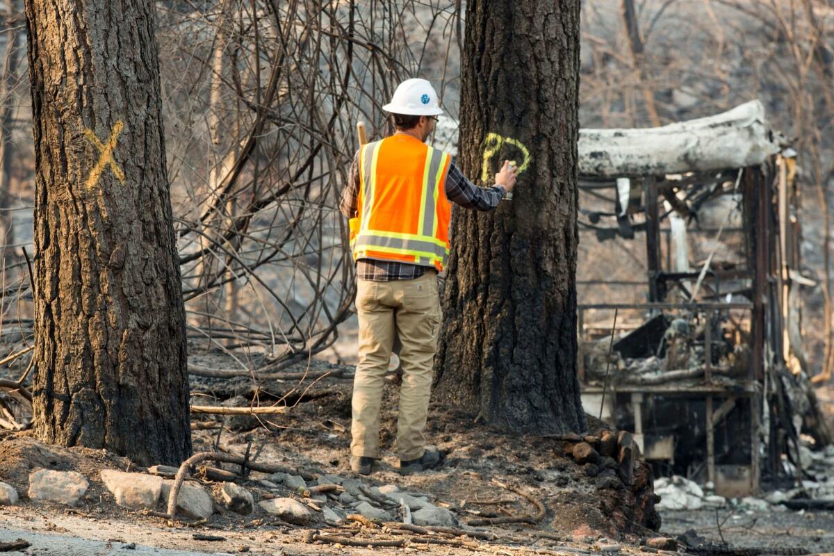 A PG&E contractor identifies potential hazardous trees in the Magalia area after the Camp fire burned through the region.