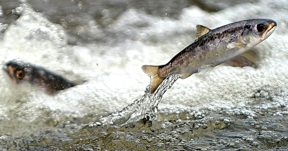 21,000 fish die in ‘catastrophic failure’ at UC Davis analysis facility