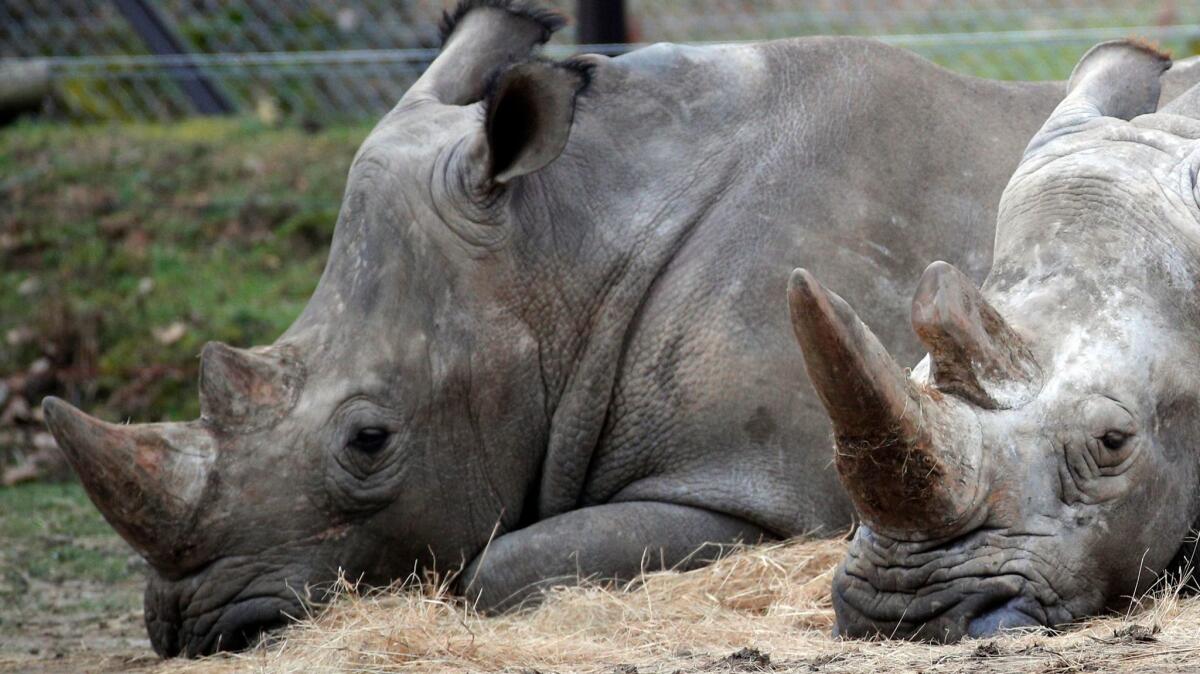 Bruno, left, and Gracie rest at the Thoiry Zoo, near Paris, on March 8, 2017.