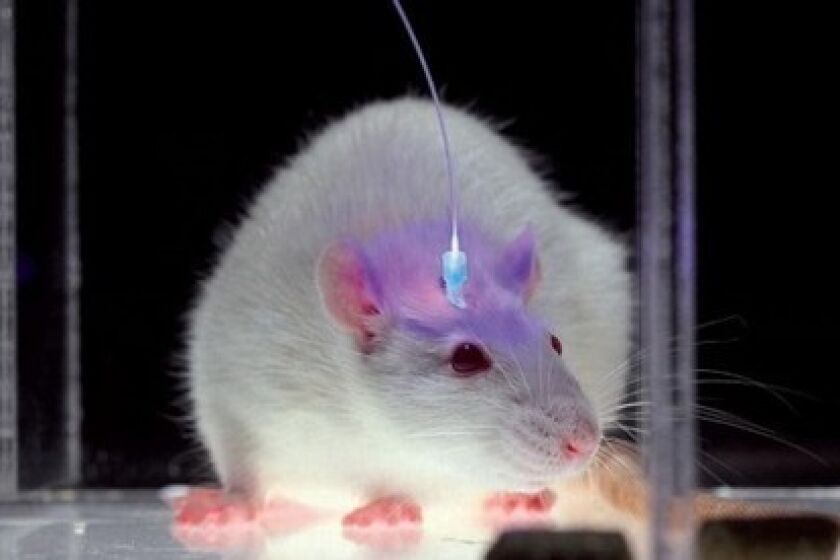 A probe inserted in a mouse's skull allows researchers to use light to stimulate neurons.