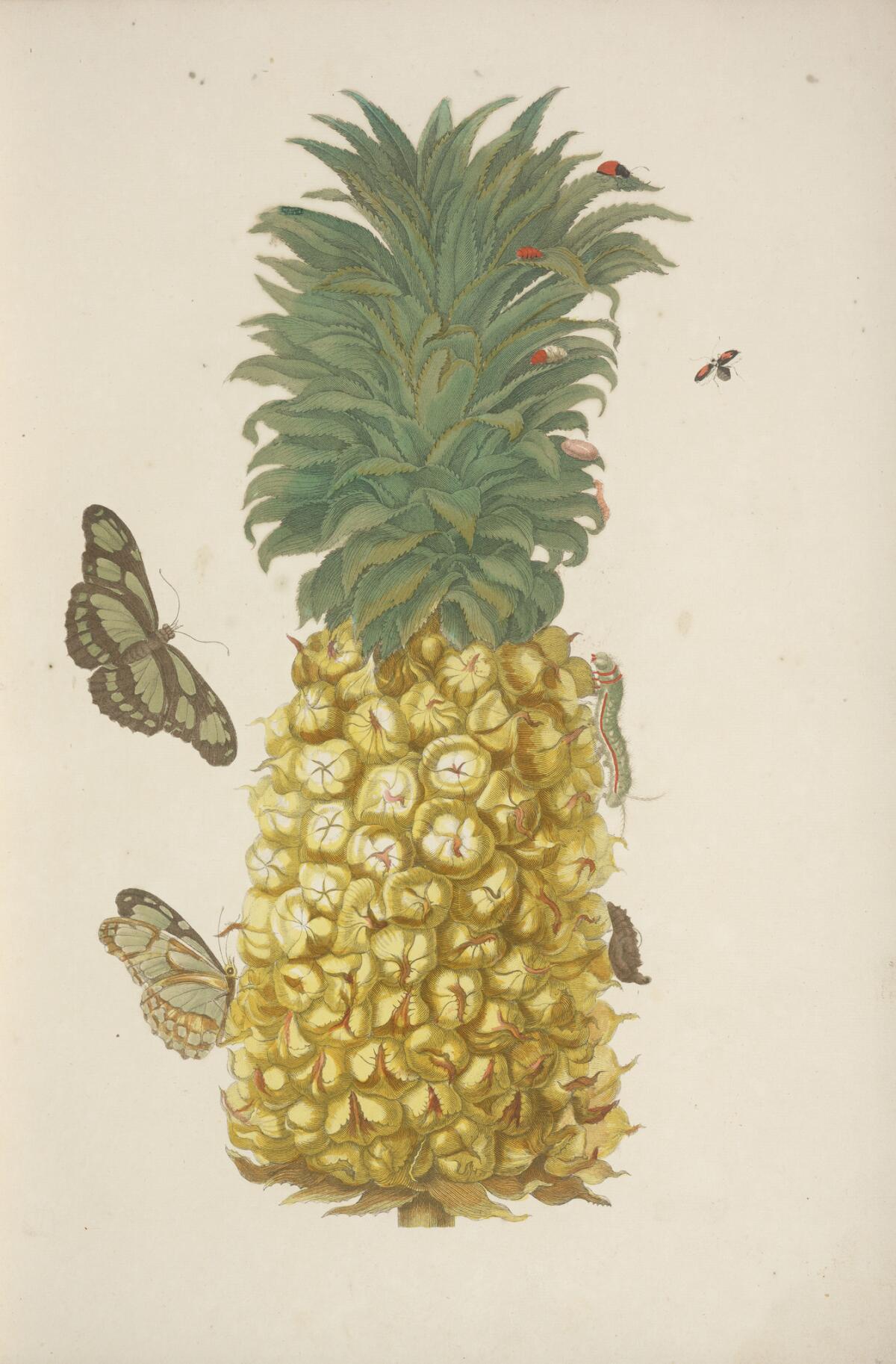A pineapple as depicted in Maria Sibylla Merian's "Metamorphosis insectorum Surinamensium," 1705.
