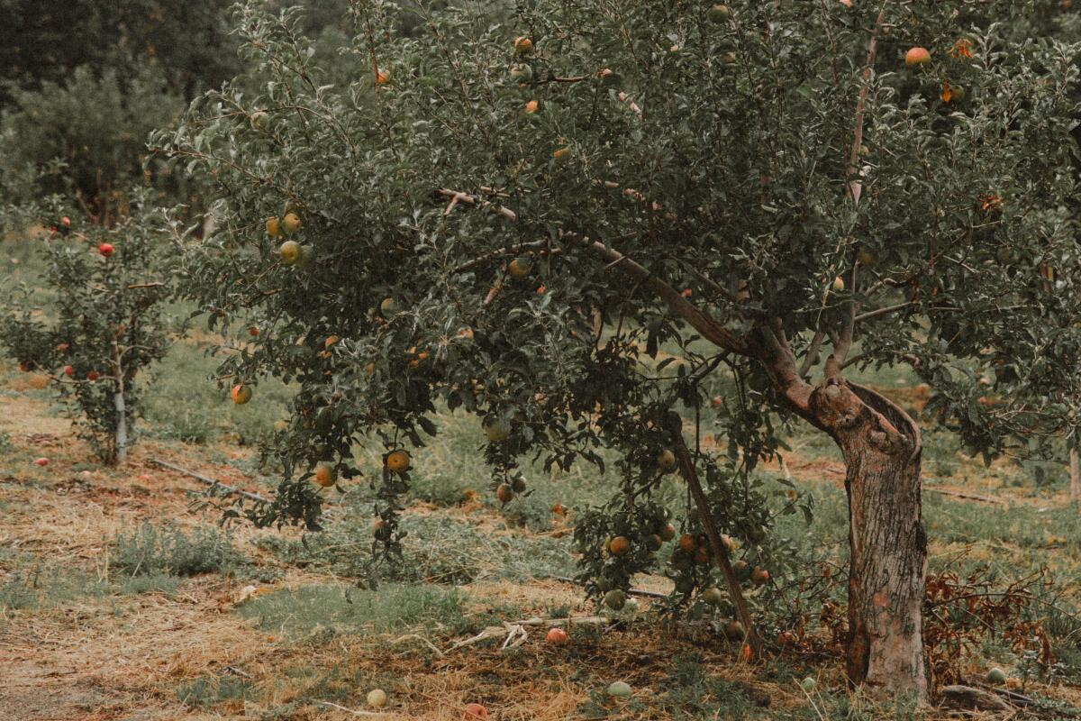 Apple tree in front of a hill covered with clouds