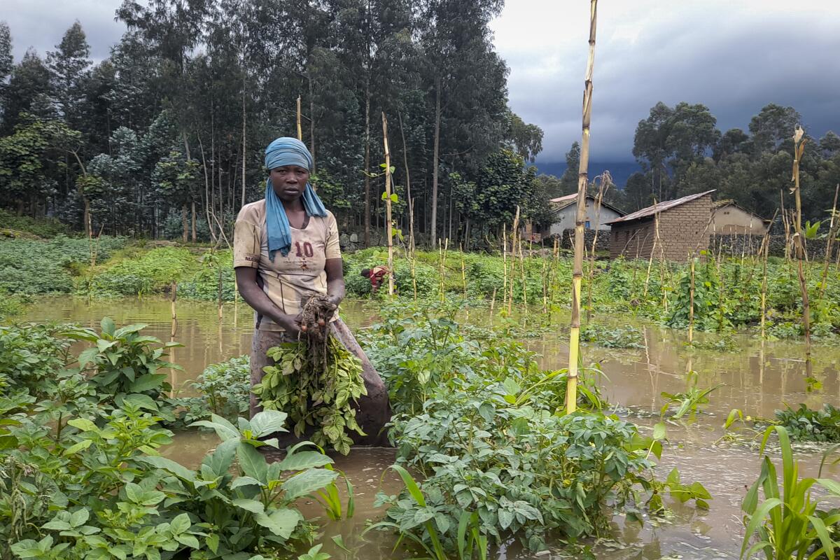 A woman gathers crops from a flooded field in Rwanda