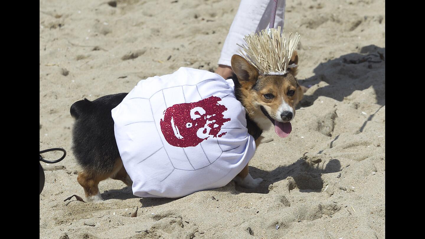 Corgi Beach Day in Huntington