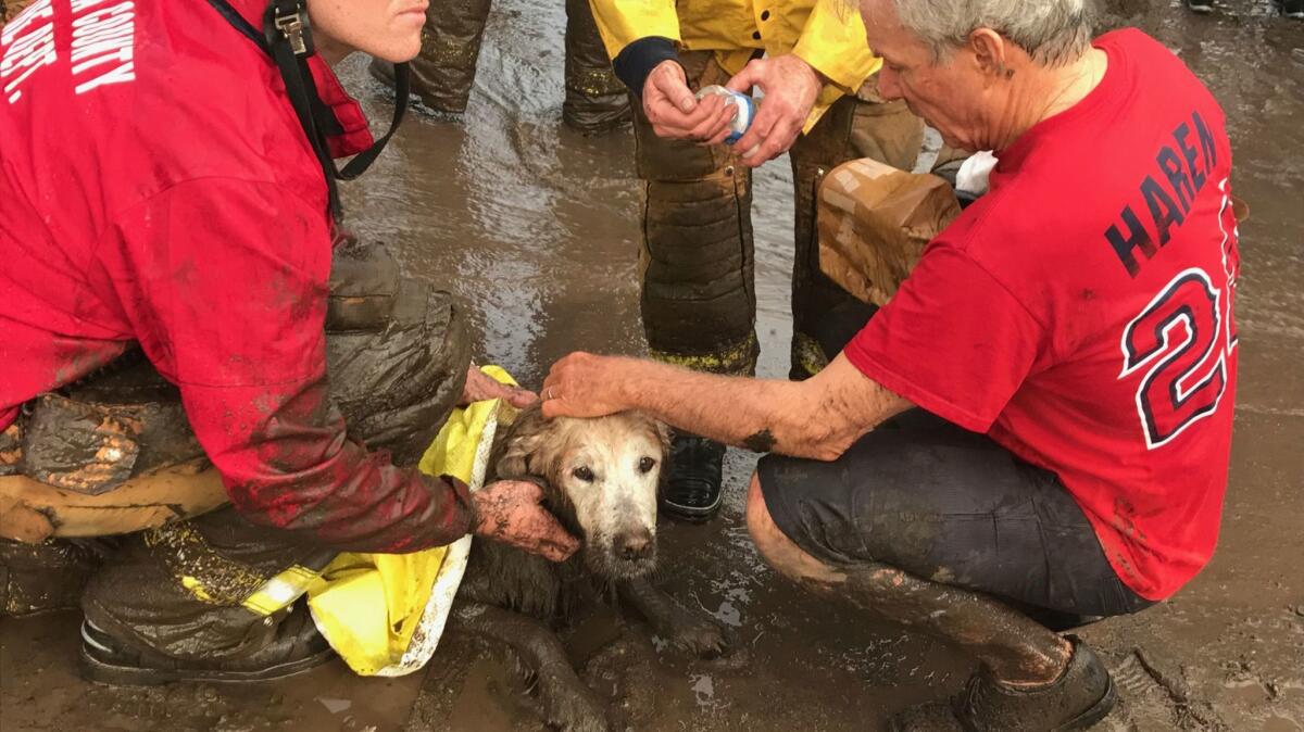 Montecito resident Dana Fisher tends to his dog Maverick after the animal got stuck in the mud at their house.