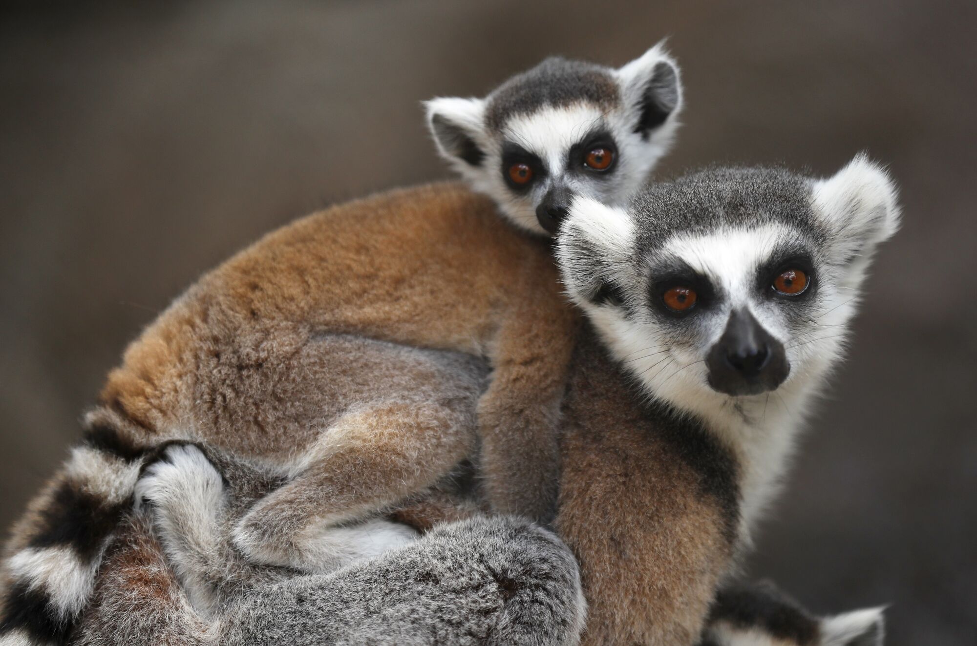 A ring-tailed Lemur carries a baby at the San Diego Zoo on May 19, 2020.