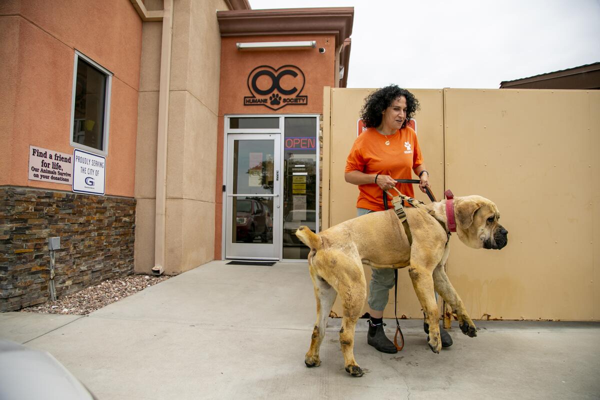 Dina Keirouz, volunteer at the Orange County Humane Society and co-founder of Angels 4 Paws, with English Mastiff Moose.