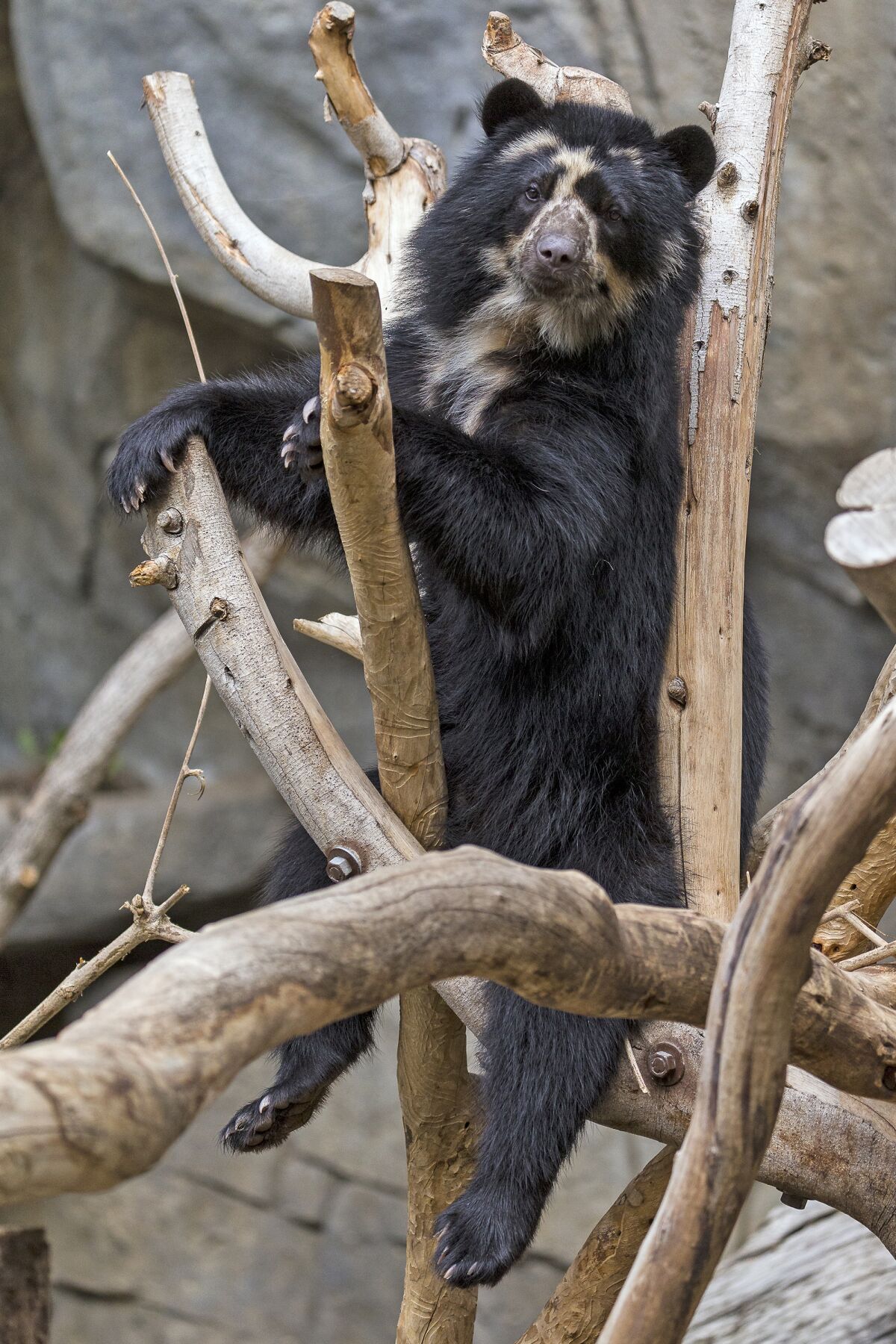 Alba, an Andean bear, gave birth to a cub at the San Diego Zoo last week.