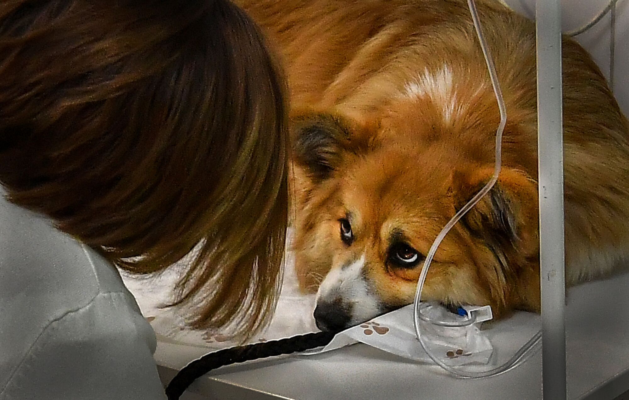 RUSSIA: A woman looks at her dog during a treatment procedure at "ZooAcademy" veterinary clinic in Moscow on April 21, 2020, during a strict lockdown in Russia to stop the spread of the COVID-19 coronavirus.