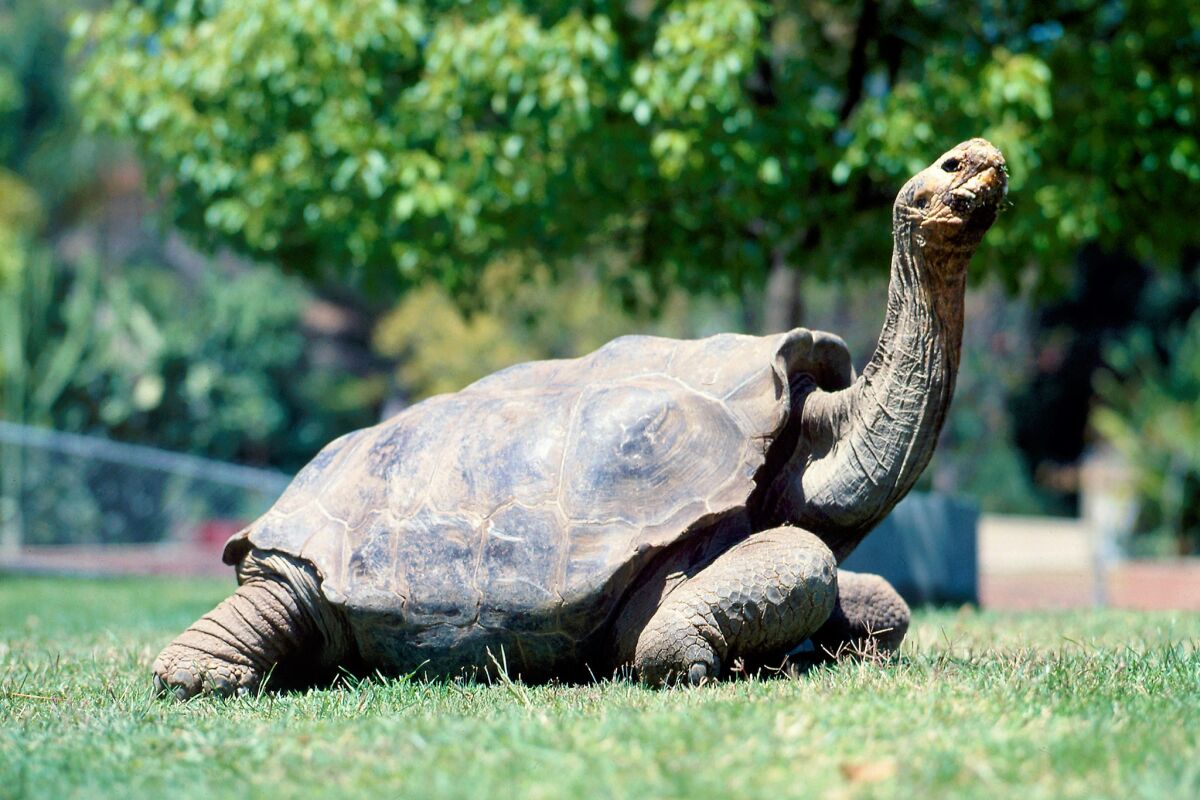 Diego, the former San Diego tortoise, strikes a pose at the San Diego Zoo, where he was on exhibit for about 40 years. He left in 1977 to take part in a Galapagos Islands breeding program through which he is credited with playing a large role in saving his dwindling sub-species from extinction.