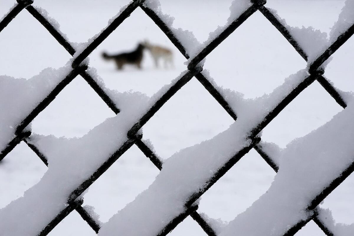Two dogs, seen through a snow-covered chain-link fence, play in the snow.