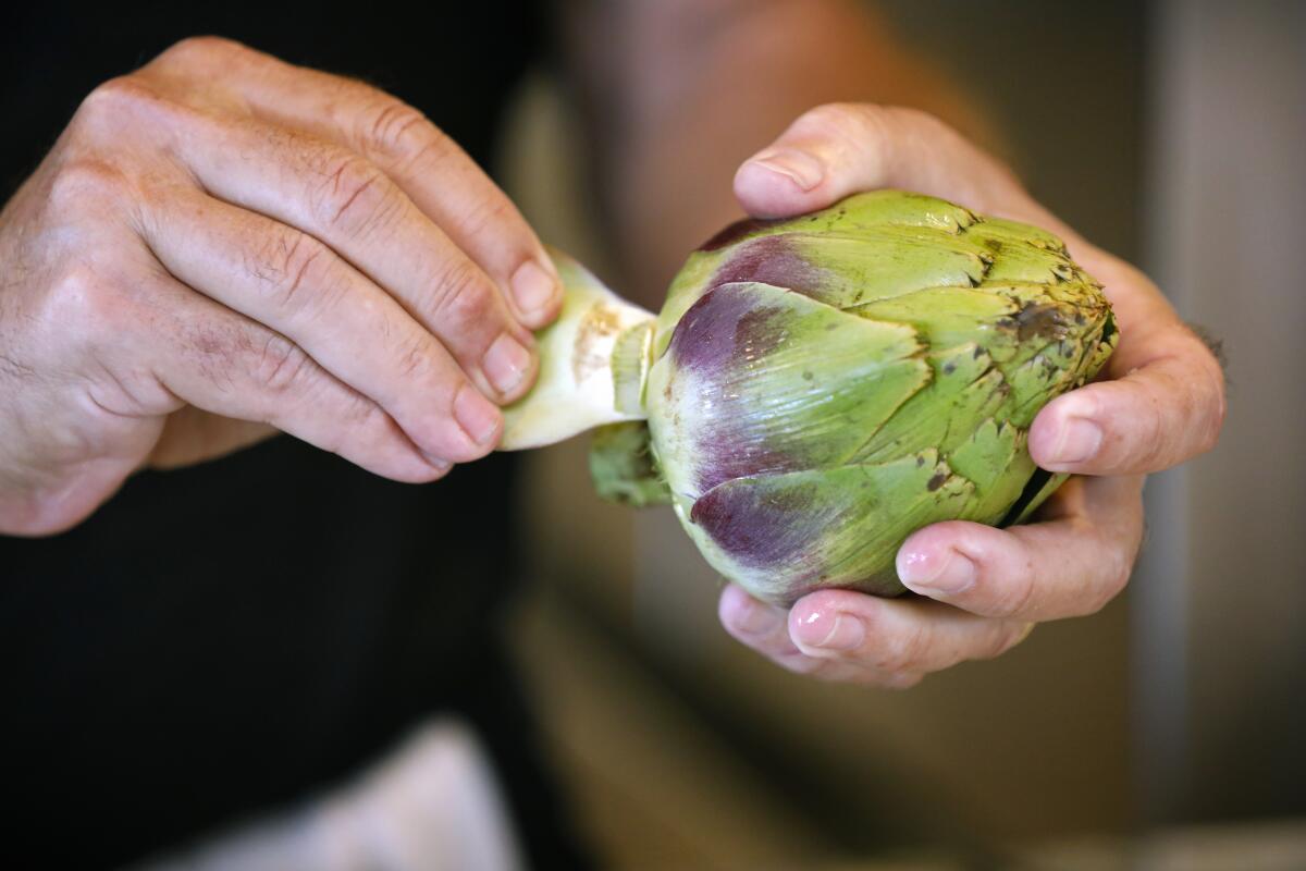 The outer leaves of the artichoke are being removed.