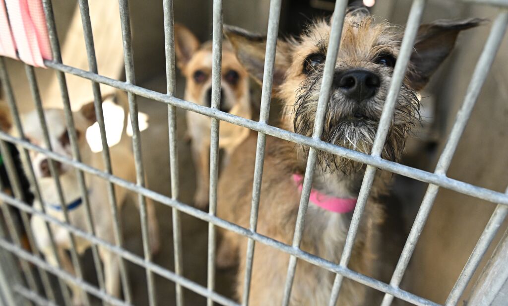 How to help the pets in L A s animal shelters Los Angeles Times