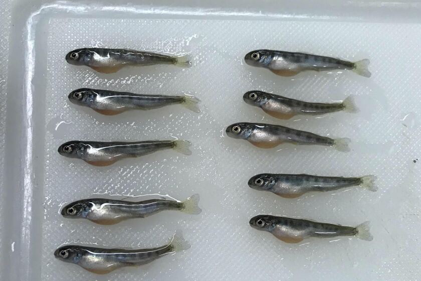 A tray at the Livingston National Fish Hatchery near Redding contains offspring of endangered female winter-run Sacramento River Chinook salmon that scientists injected with thiamine, also known as vitamin B1. A puzzling deficiency of the vitamin is afflicting baby salmon in California.