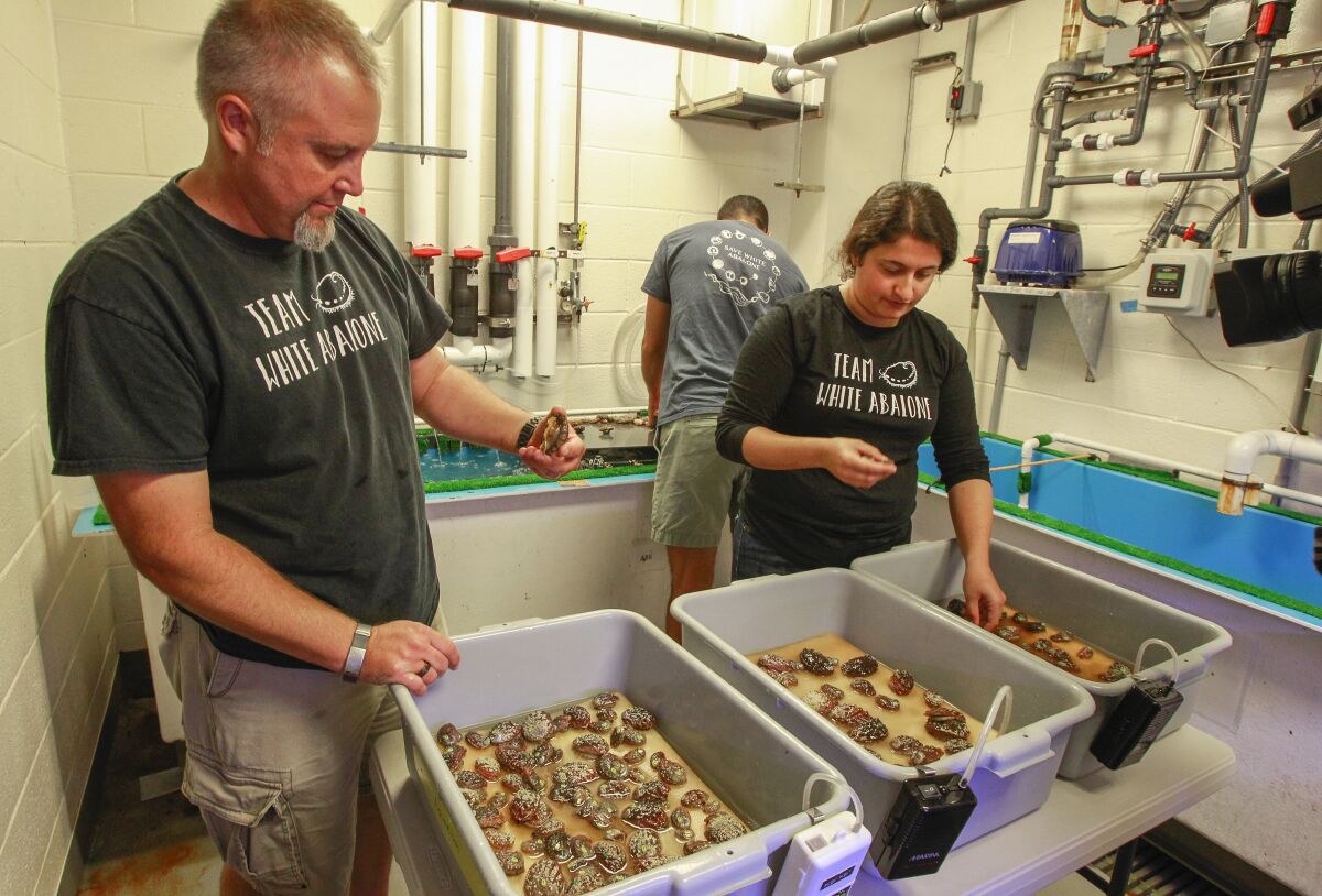 Scientists (from left) Scott Mau, Mohammad Sedarat (back) and Gulce Ozturk (right), in one of the abalone labs at NOAA Southwest Fisheries Science Center, sort through some of the 2 to 4 year old White Abalone before their release into the wild as part of the White Abalone Program on November 13, 2019 in San Diego, California.