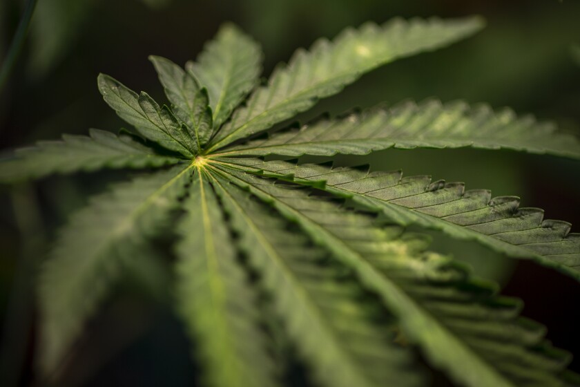 A close-up of a cannabis plant