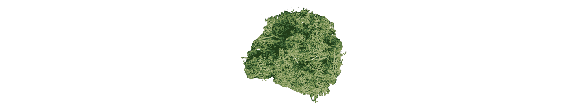 cutout of green sea moss