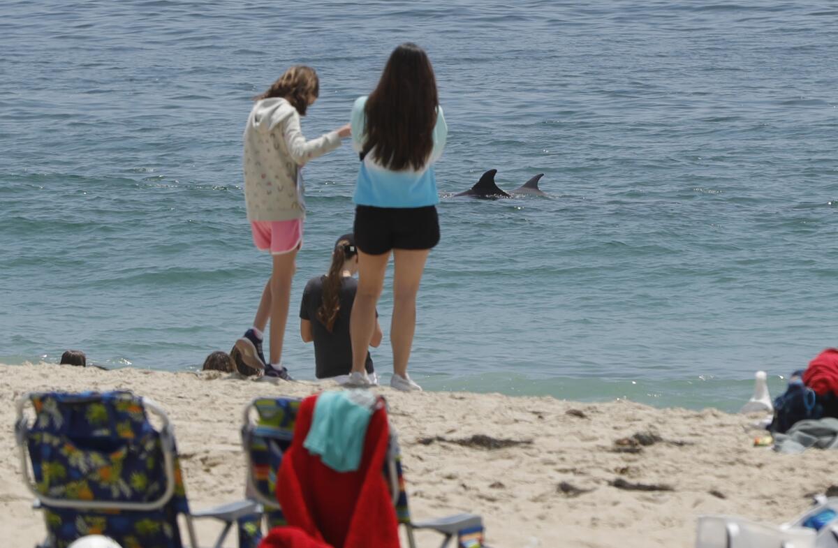 A pod of dolphins swim inshore Saturday to the delight of beachgoers during KelpFest, at Laguna Beach's Main Beach.