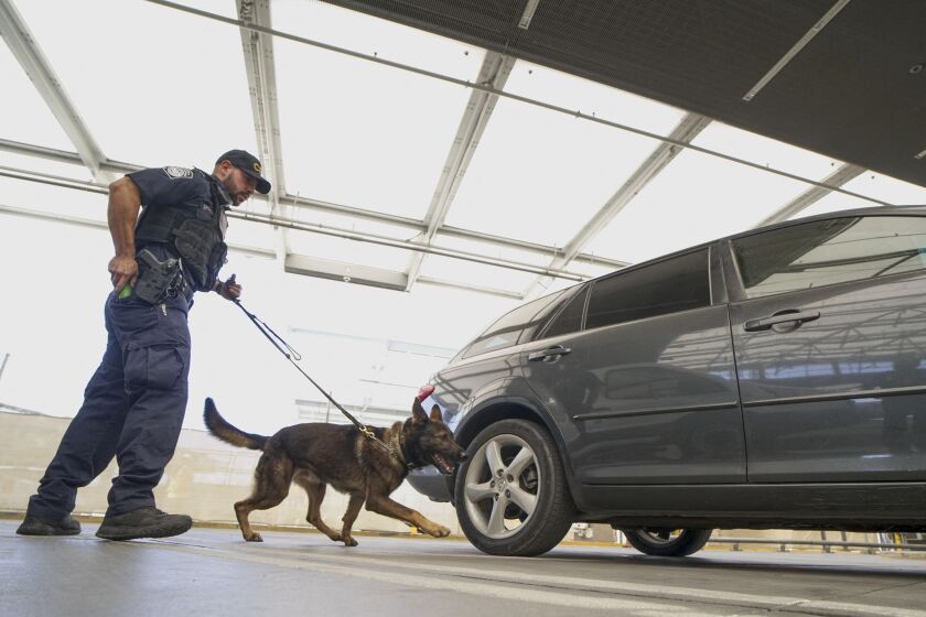 A US Customs and Border Protection canine team agent checks automobiles for contraband in the line to enter the United States at the San Ysidro Port of Entry on October 2, 2019 in San Ysidro, California. - Fentanyl, a powerful painkiller approved by the US Food and Drug Administration for a range of conditions, has been central to the American opioid crisis which began in the late 1990s. China was the first country to manufacture illegal fentanyl for the US market, but the problem surged when trafficking through Mexico began around 2005, according to Donovan. (Photo by SANDY HUFFAKER / AFP) / The erroneous mention[s] appearing in the metadata of this photo by SANDY HUFFAKER has been modified in AFP systems in the following manner: [A US Customs and Border Protection agent] instead of [An Immigration and Customs Enforcement (ICE) agent]. Please immediately remove the erroneous mention[s] from all your online services and delete it (them) from your servers. If you have been authorized by AFP to distribute it (them) to third parties, please ensure that the same actions are carried out by them. Failure to promptly comply with these instructions will entail liability on your part for any continued or post notification usage. Therefore we thank you very much for all your attention and prompt action. We are sorry for the inconvenience this notification may cause and remain at your disposal for any further information you may require. (Photo by SANDY HUFFAKER/AFP via Getty Images)