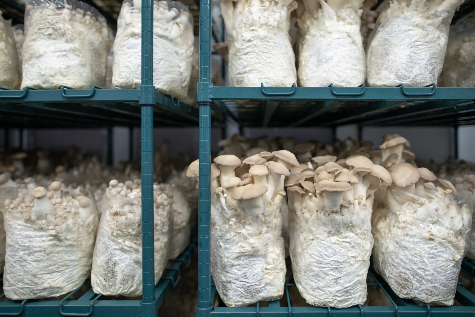 King trumpet or king oyster mushrooms grow in bags on shelves at Smallhold.