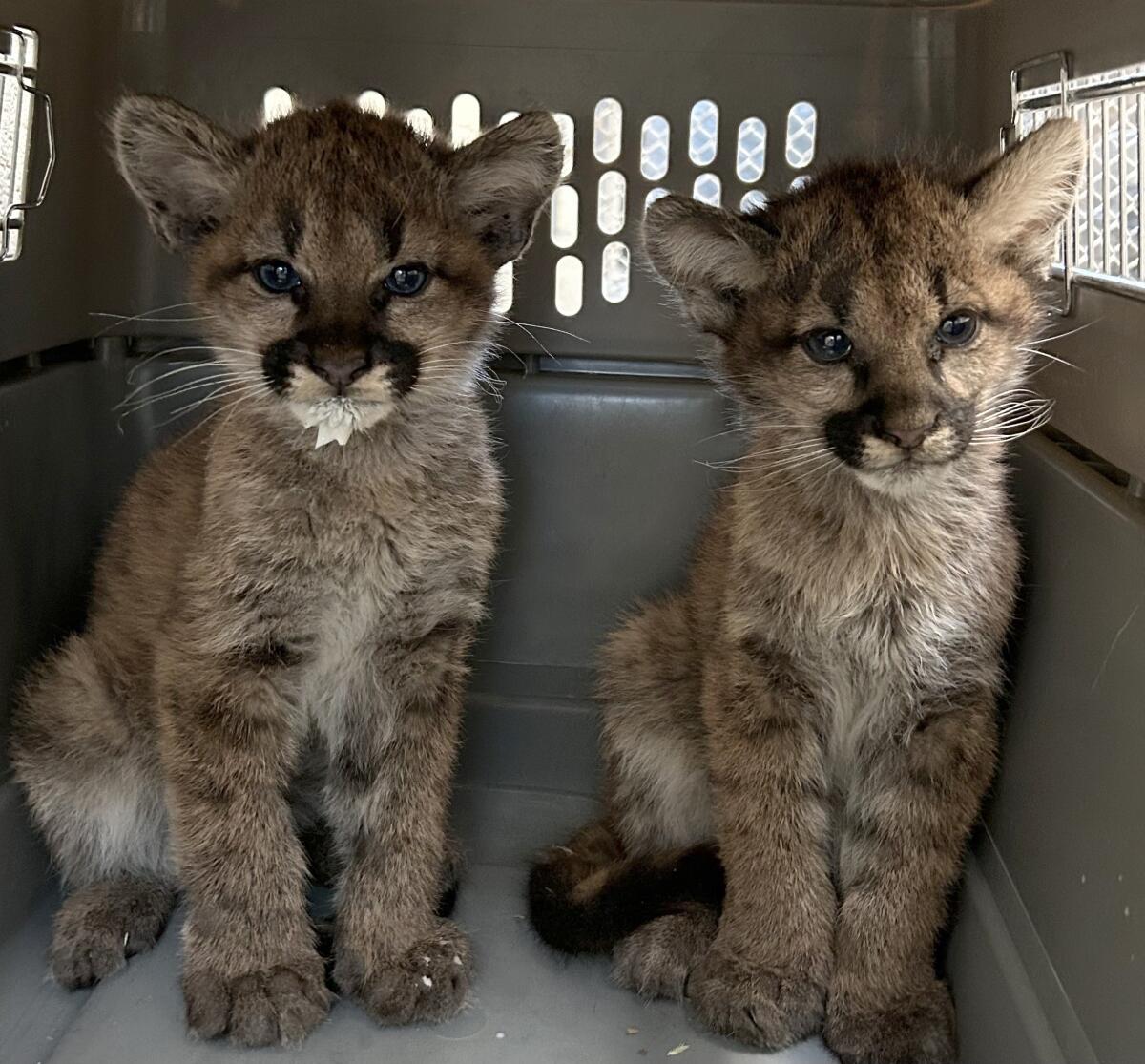 Two mountain lion cubs in a carrier.