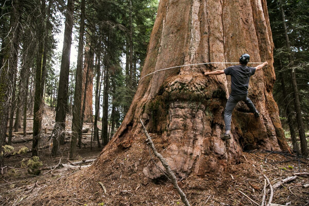 Anthony Ambrose measures the diameter of the base of a giant sequoia in Sequoia National Park.