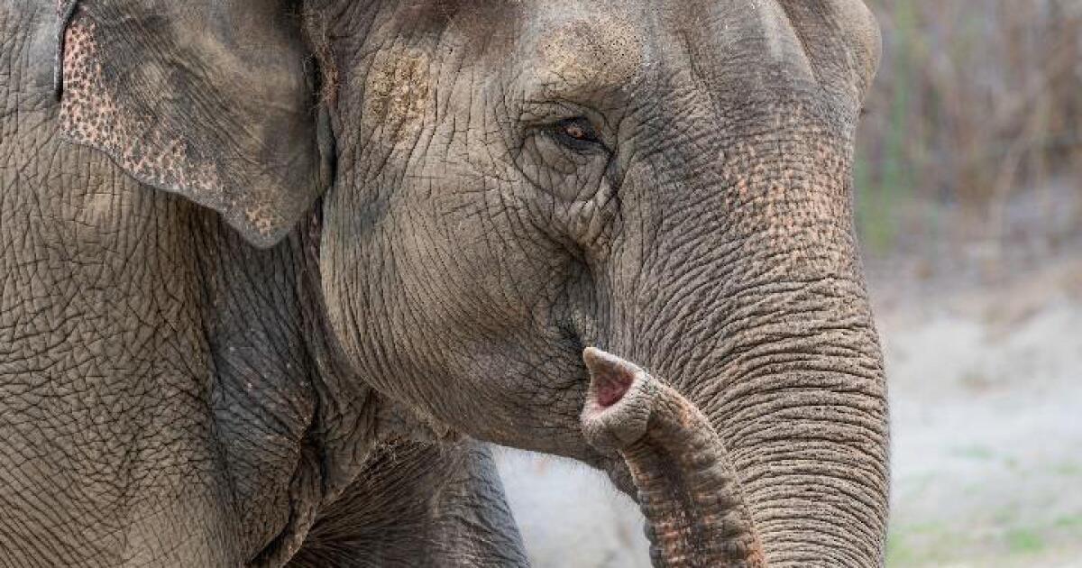 R.I.P. Shaunzi. Second elephant in about a year dies at L.A. Zoo