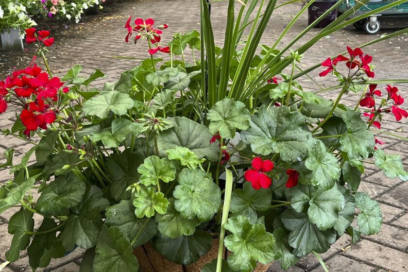 This photo provided by Jessica Damiano shows a professionally planted container on display at Hicks Nurseries in Old Westbury, NY. (Jessica Damiano via AP)
