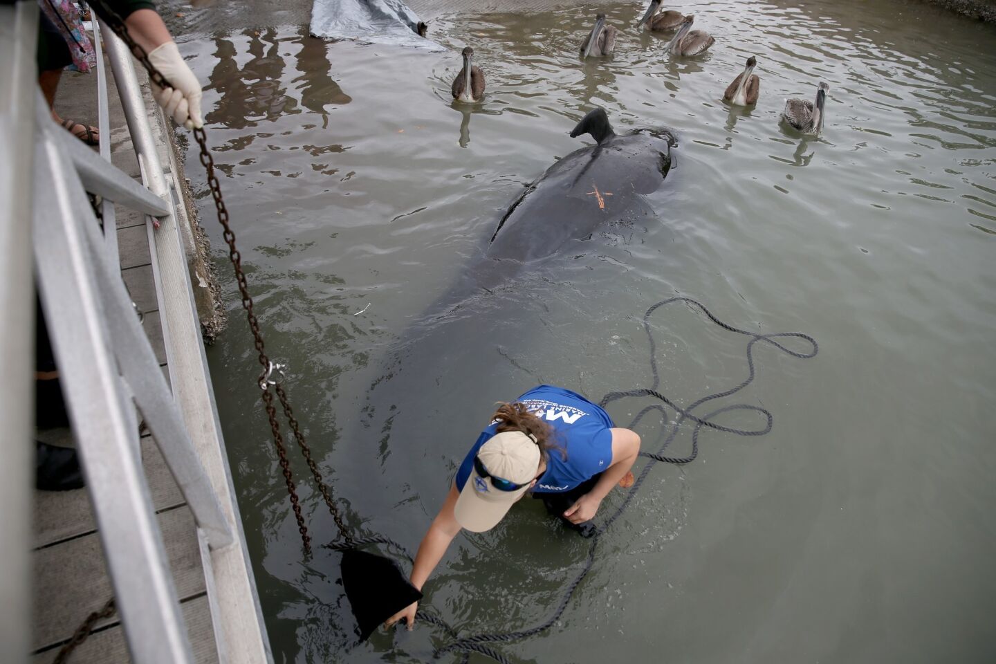 Rebeccah Hazelkorn a biologist for Mote Marine Laboratory helps remove a dead pilot whale from the water to be transported to a facility for a necropsy by the National Oceanic and Atmospheric Administration's Fisheries Service on January 21, 2014 in Estero, Florida.