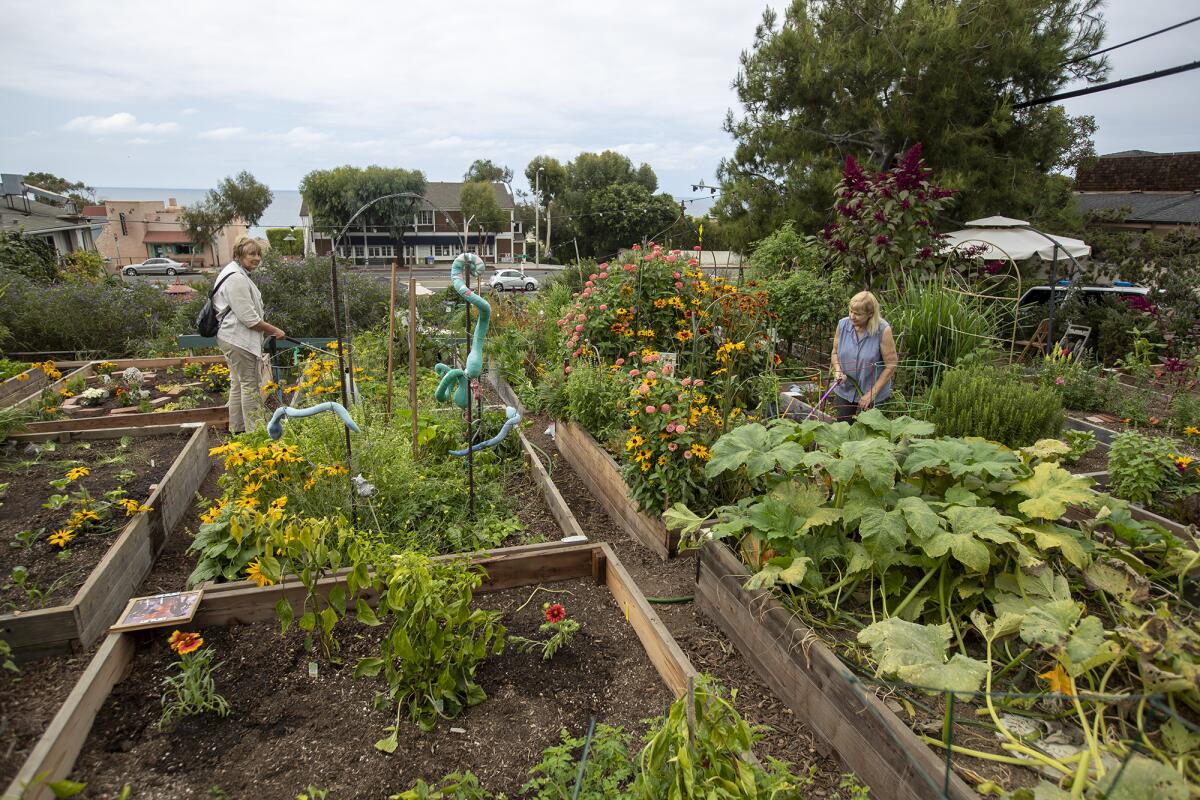 Ann Christoph, left, and Barbara Granger, center, watering community garden plots