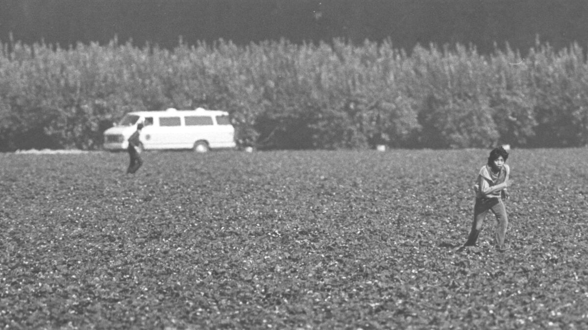 A Border Patrol agent chases a suspected illegal immigrant through an Irvine strawberry field in 1983.