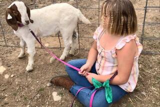 Jessica Long's 9-year-old daughter, identified in court records as E.L., with her goat, Cedar.