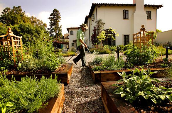 John Lyons of Woven Garden waters the kitchen garden that he designed and planted in the style of a French potager -- four rectangular raised beds, divided by gravel pathways, set in a sunny spot -- at the Pacific Palisades home of Alex Seros and Walter Ulloa. Also in Home & Garden • In her kitchen, small things count • Eco-bistro • Clare Crespo reveals a magical kitchen • A California kitchen garden • Eye Candy: Home & Garden Photo Galleries